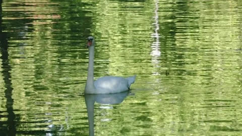 White Swan on the lake Stock Footage 136705015