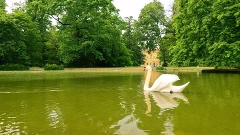 White swan on the lake Stock Footage 240704945