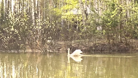 White swan on the lake Stock Footage 274018570