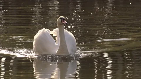 White swan on the lake Stock Footage 274019398