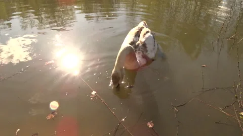 White swan on the lake Stock Footage 274019934