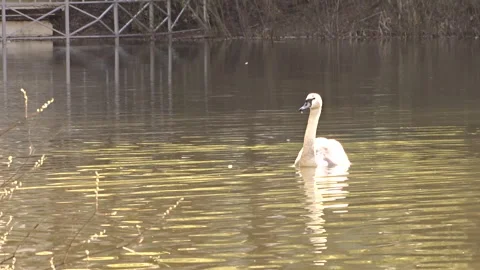 White swan on the lake Stock Footage 274019979