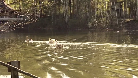 White swan on the lake Stock Footage 274020603