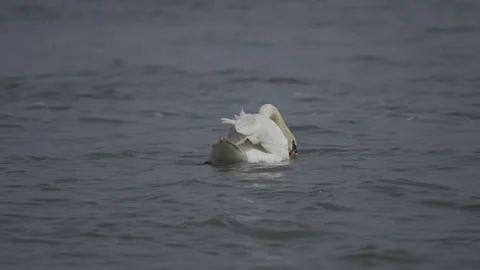 A white swan is on the lake Stock Footage 289615911