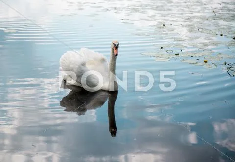White swan on a lake Stock Photos