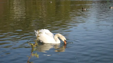 White Swan on the lake. White swan in the city pond eating grass. Stock Footage