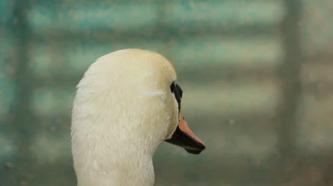 White swan looking around Video stock 39935814