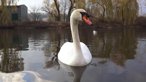 A white swan looking at camera, turning head, swimming Stock Footage 82985459