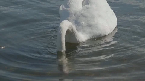 White swan looking for food underwater Stock Footage
