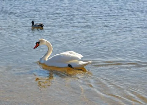 White swan looking Stock Photos