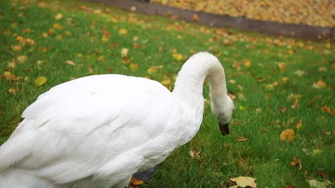 White Swan in the meadow Stock Footage 130176508