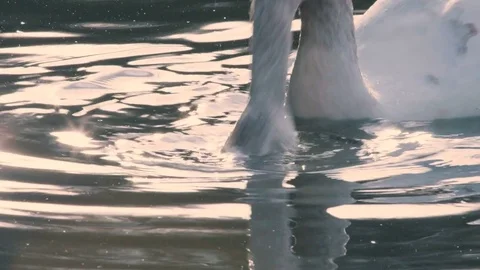 White Swan Medium Shot Stock-Footage 75579228
