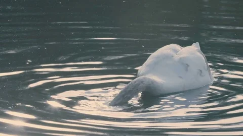 White Swan Medium Shot Stock-Footage 75579690