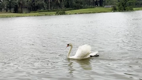 White Swan Moving Through Rippling Waters Stock Footage 336718656