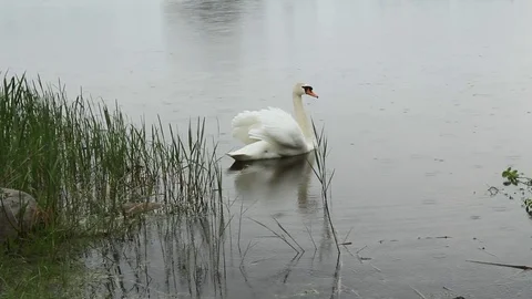 White Swan mute in the rain. Stock Footage 82179580