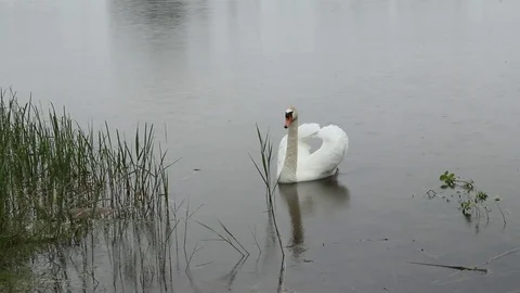 White Swan mute in the rain. Stock Footage 82179615