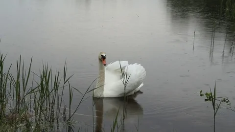 White Swan mute in the rain. Stock Footage 82179640