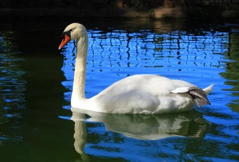 White swan Stock Photos