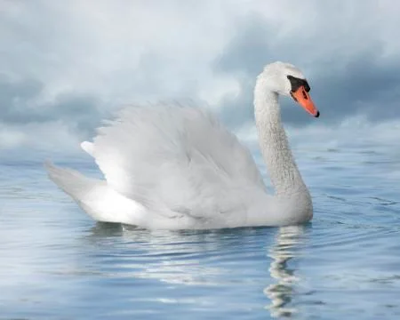 White swan Stock Photos