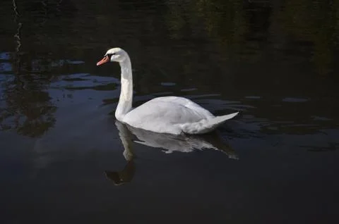 White swan Stock Photos