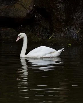 White swan Stock Photos