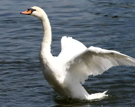 White Swan Stock Photos