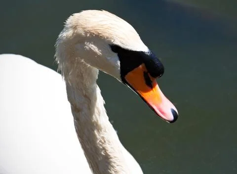 White swan Stock Photos