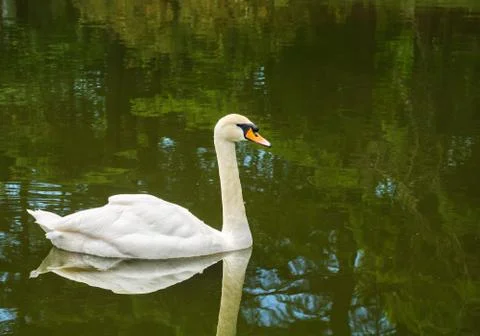 White swan Stock Photos