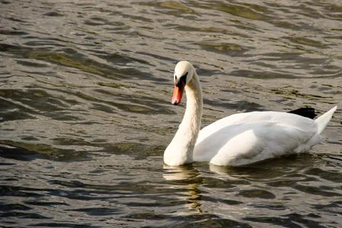 White swan Stock Photos