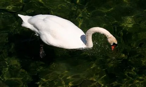 White swan Stock-Fotos