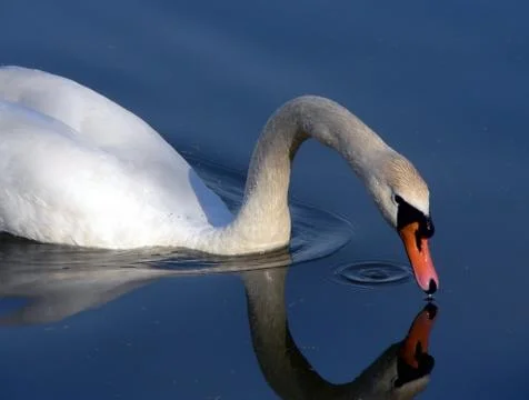 White swan Stock Photos