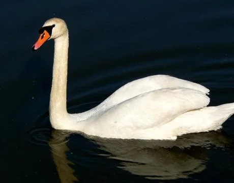 White swan Stock Photos
