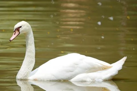 White swan Stock Photos