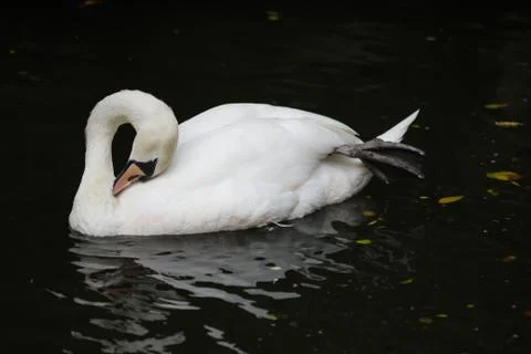 White swan Stock Photos