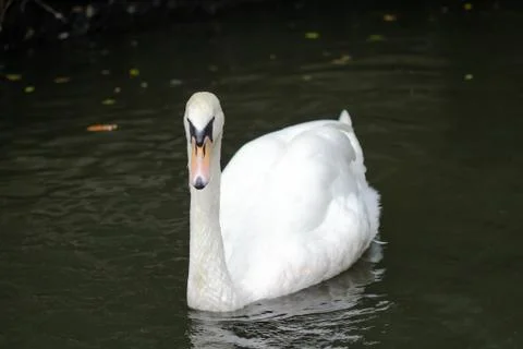 White swan Stock Photos