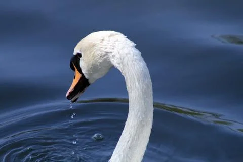 White swan Stock Photos