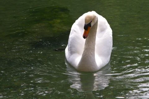 White swan Stock Photos