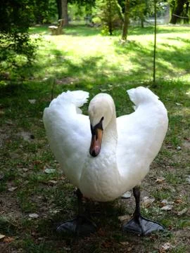 White swan. Stock Photos