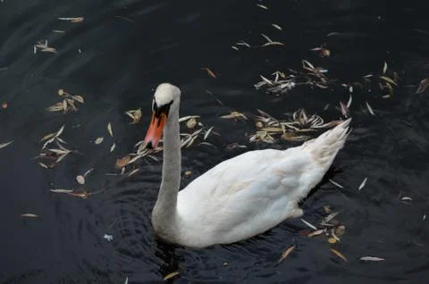 White swan 写真素材