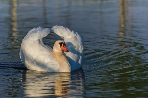 White swan Stock Photos