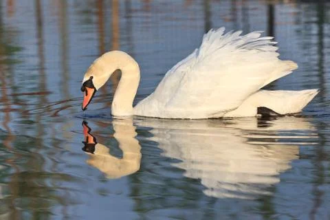 White swan Stock Photos