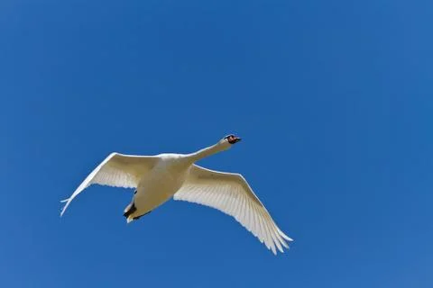 White swan Stock Photos