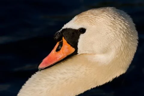 White swan Stock Photos