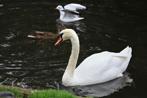 White Swan. Stock Photos