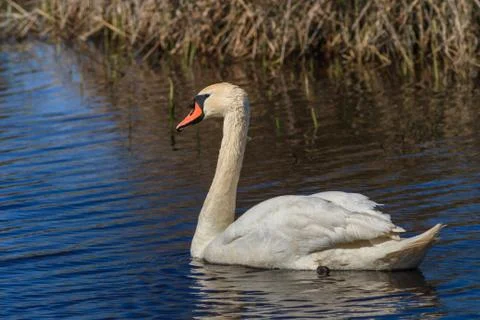 White swan Stock Photos