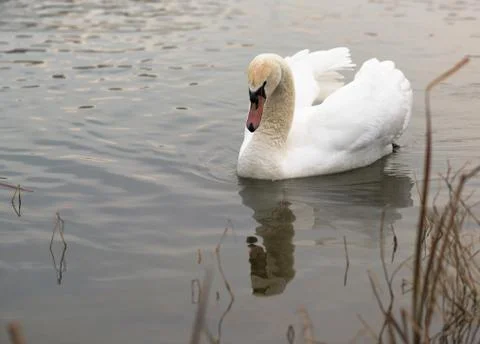 White swan Stock Photos
