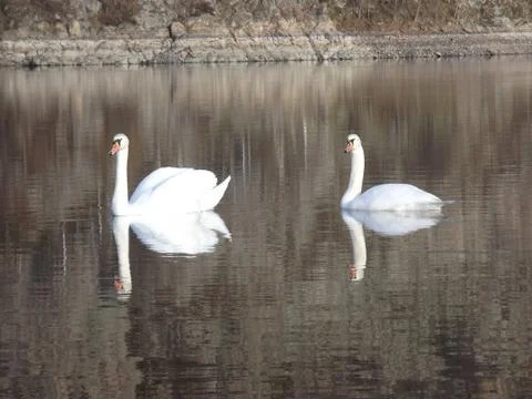 White Swan Stock Photos
