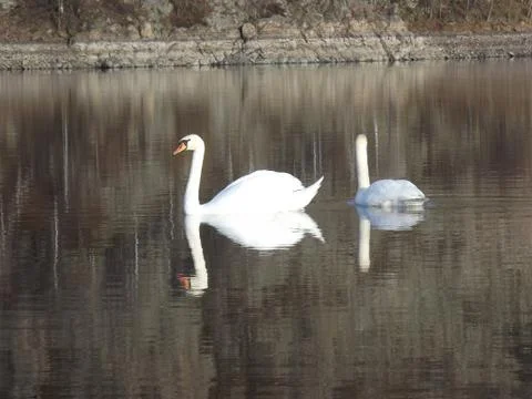 White Swan Stock Photos