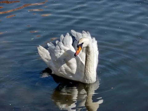 White swan Stock Photos