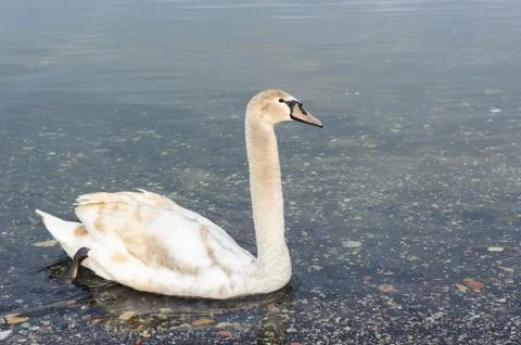 White swan Stock Photos